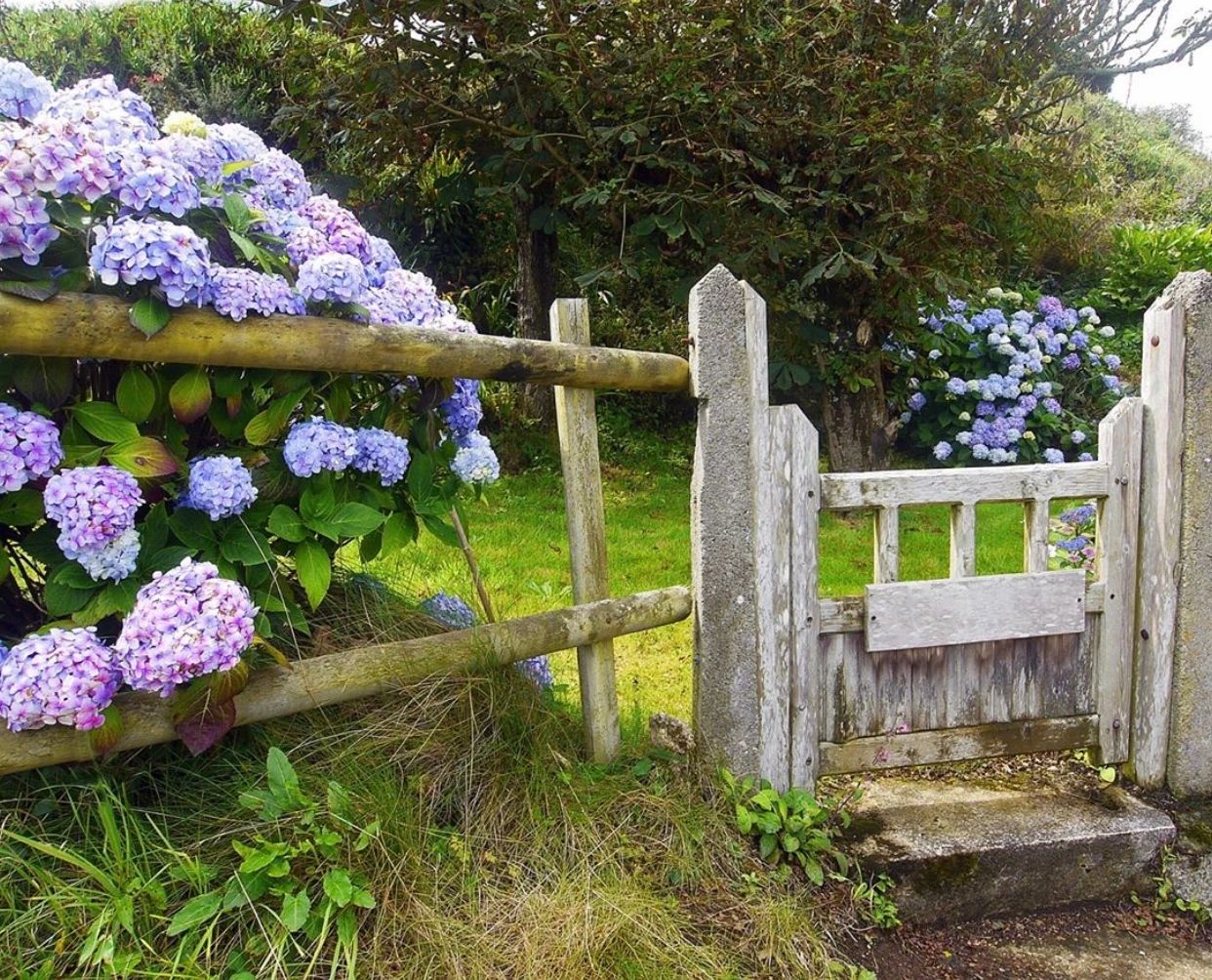 愿你能早日有个小院，种上花草，欢度余生