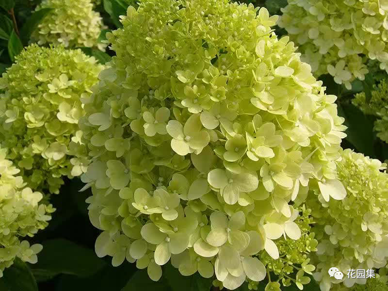 绣球花小知识看这里~