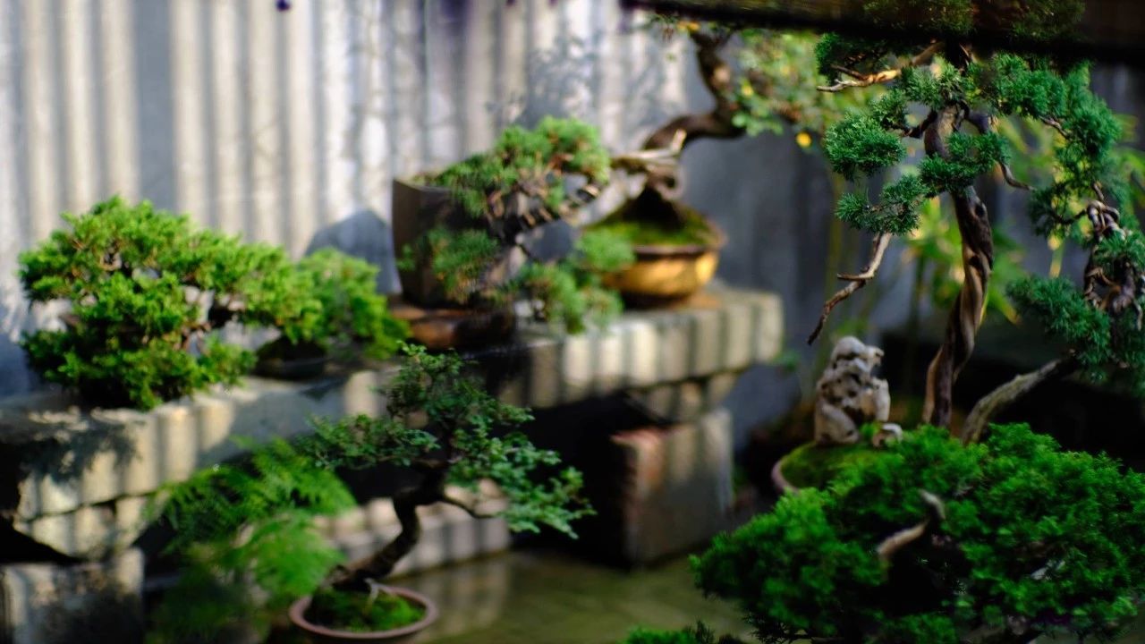 一个小院，收拾好了，便可安吾生之愿~